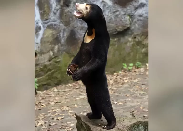 Hangzhou Zoo Clarifies: Our Sun Bears Are Authentic Animals, Not Humans in Disguise